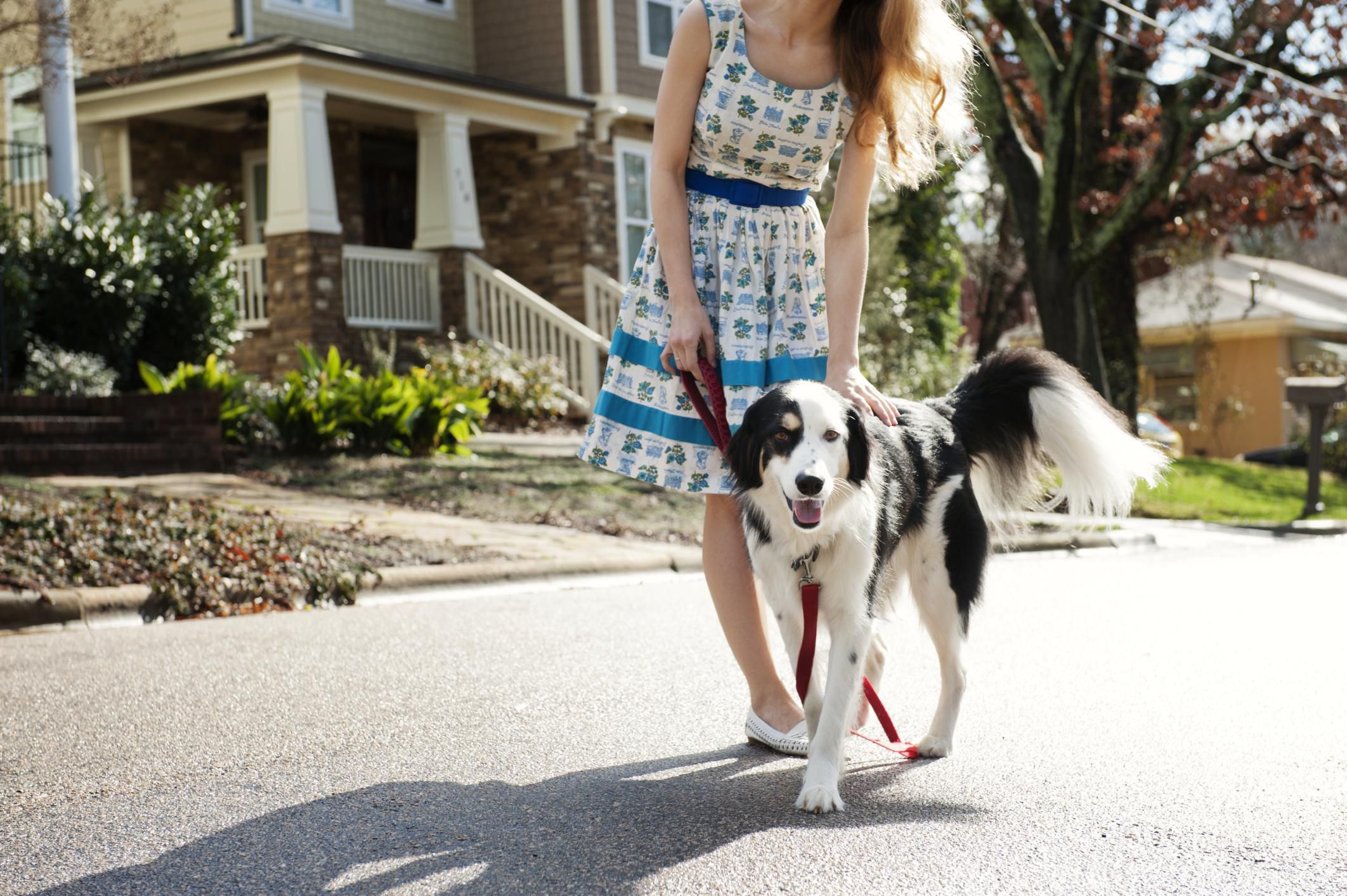 Dogsafe
