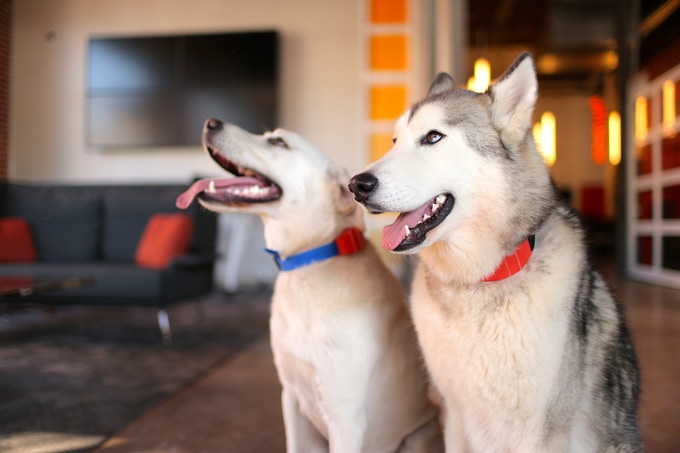 Dogsafe